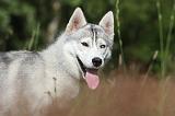 SIBERIAN HUSKY 279